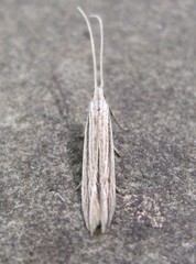 Coleophora borea