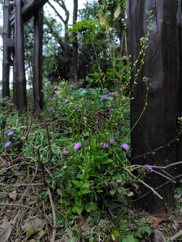 Image of Lobelia cliffortiana by (c) chiuluan, some rights reserved (CC BY)