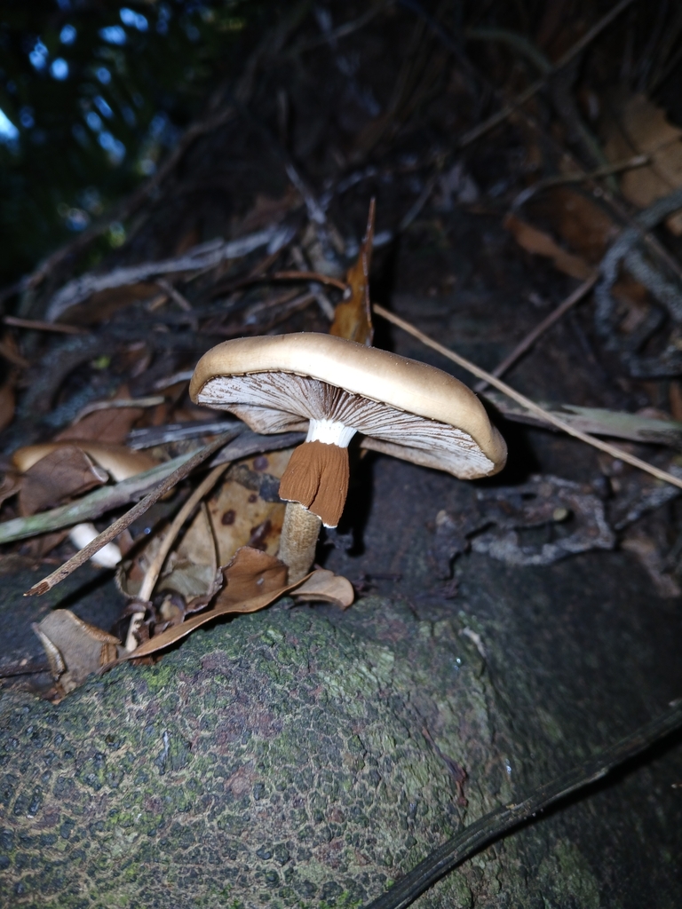 Cyclocybe parasitica · April 2025 · photo: © naturewatchwidow (iNaturalist, cc-by)
