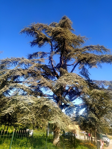 Atlas cedar