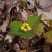 Downy Yellow Violet - Photo (c) mhough, some rights reserved (CC BY-NC), uploaded by mhough