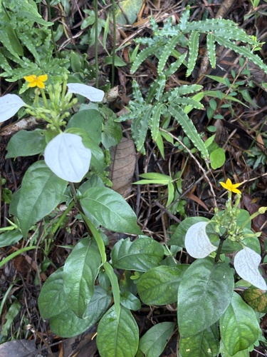 Foto de Mussaenda-branca
