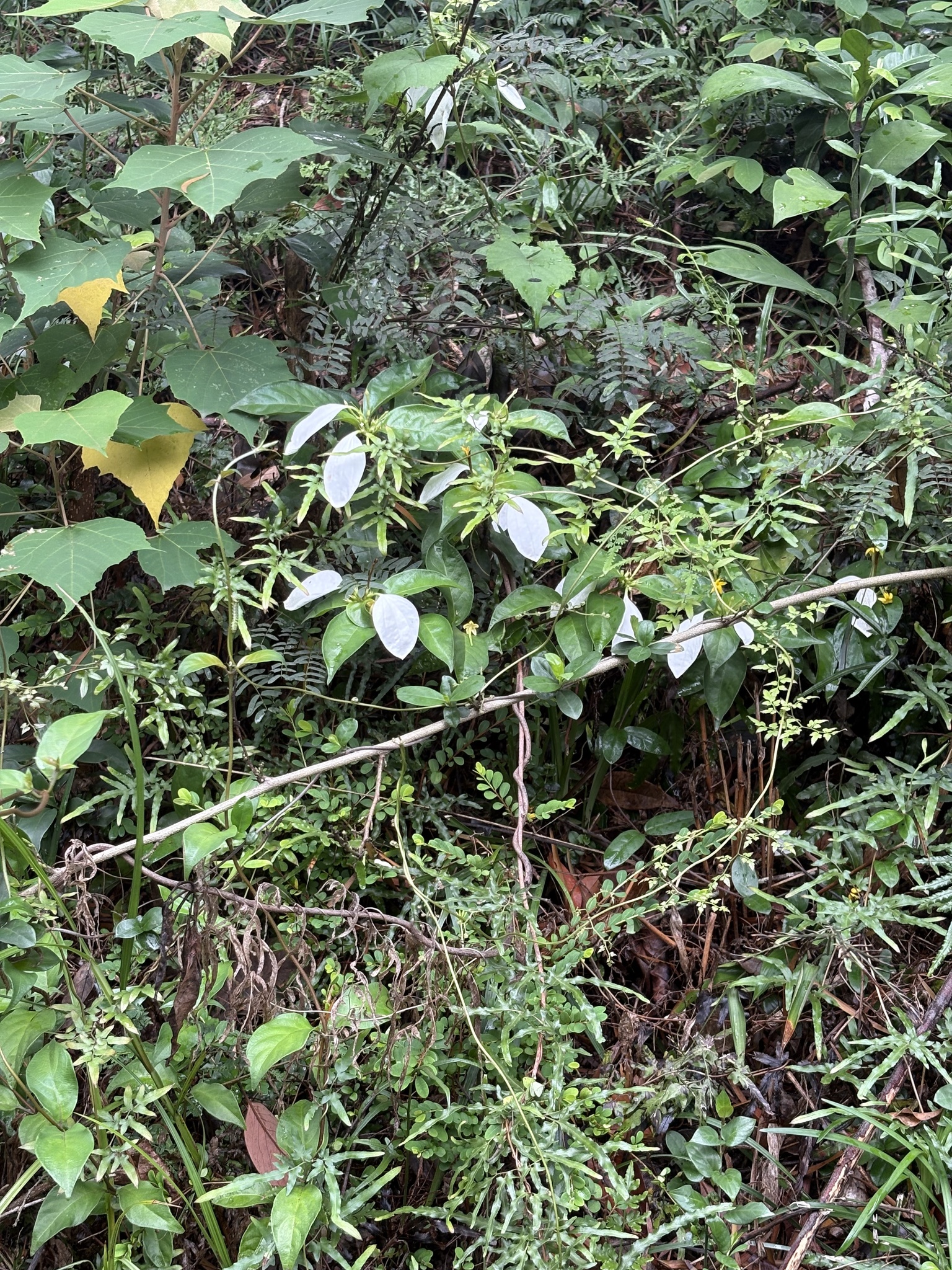 Imagem de Mussaenda-branca