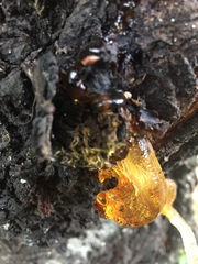 Pseudomonas