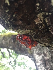 Pseudomonas