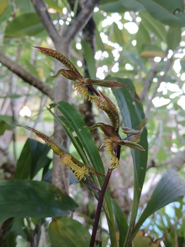 Foto de Catasetum barbatum é popularmente conhecida como "catasetum"