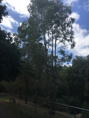 Corymbia tessellaris