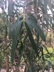 Corymbia tessellaris