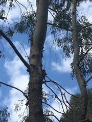 Corymbia tessellaris