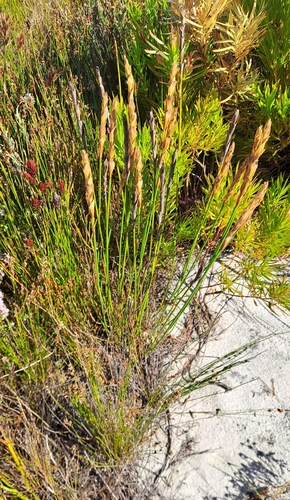 Elegia persistens, photograph 3