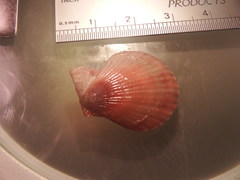 Chlamys hastata