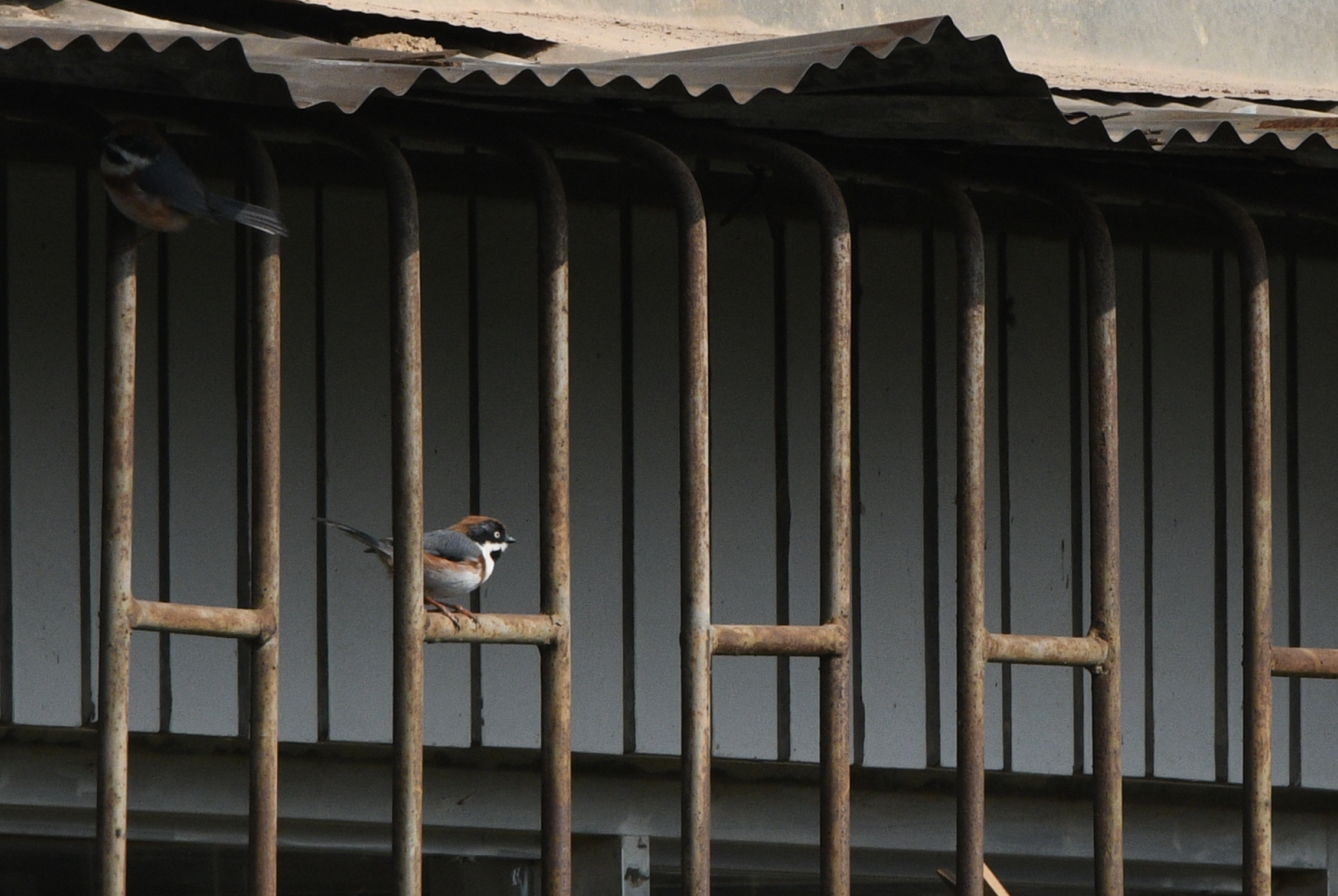 Black-throated Bushtit