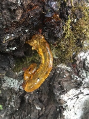 Pseudomonas