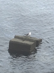 Larus crassirostris