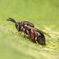 Brachymeria podagrica