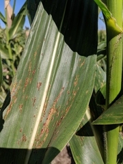 Puccinia sorghi