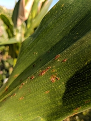 Puccinia sorghi