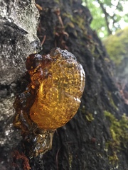 Pseudomonas