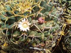 Mammillaria magnimamma