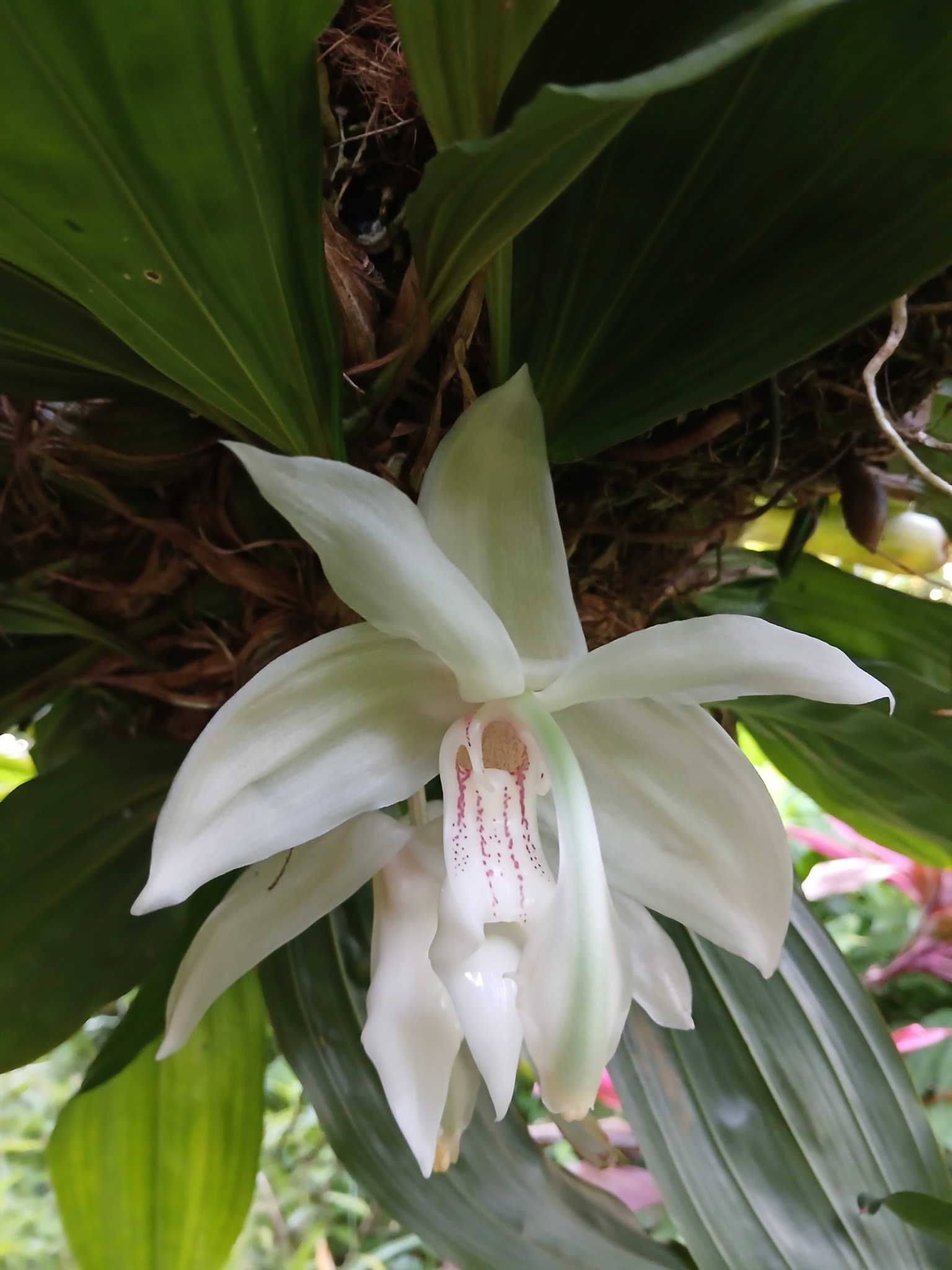 Imagem de Orquídea-tigre