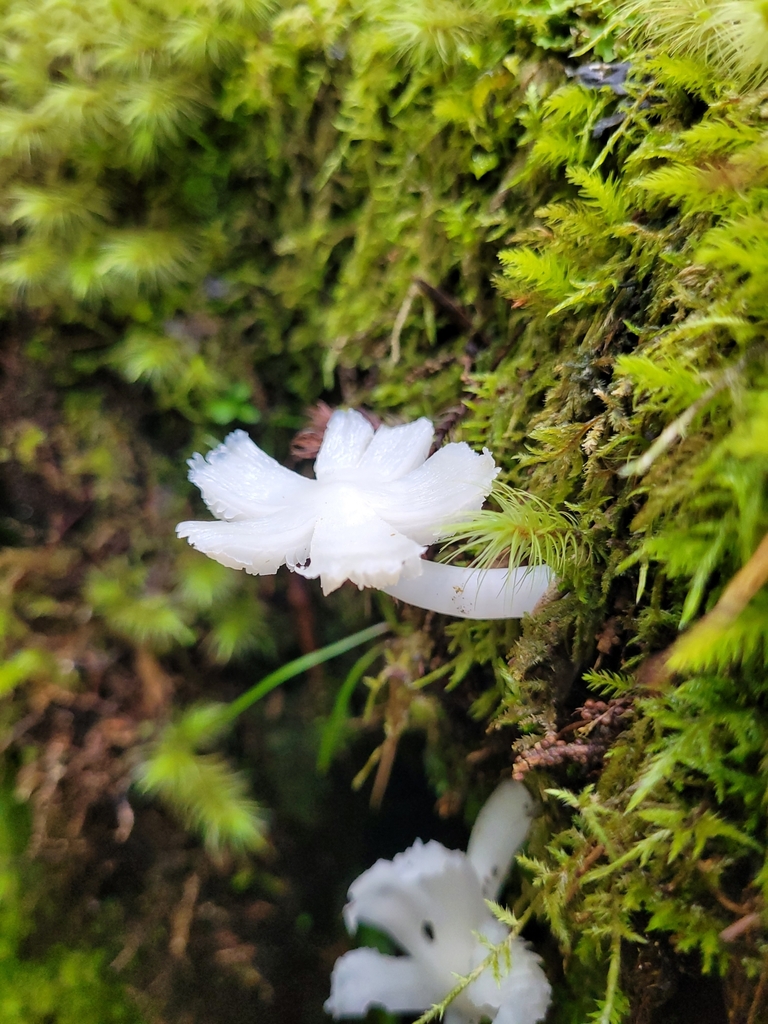 Humidicutis mavis · April 2025 · photo: © fungiranger (iNaturalist, cc0)
