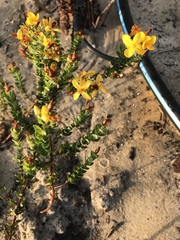 Hypericum microsepalum