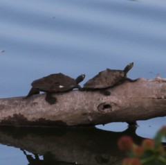 Graptemys ouachitensis