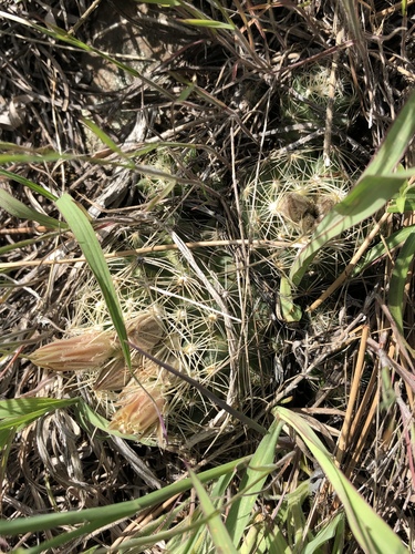 Pelecyphora missouriensis