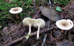 Lactarius griseus