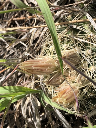 Pelecyphora missouriensis