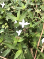 Diodia