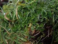 Chaerophyllum colensoi