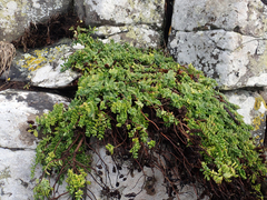 Veronica chathamica