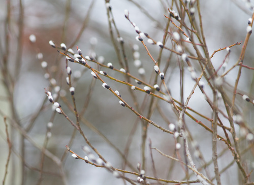 pussy willow (Salix discolor)