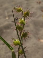 Cenchrus longispinus