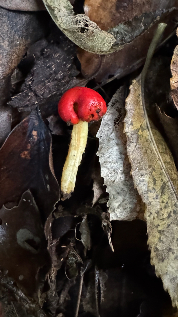 Leratiomyces erythrocephalus · April 2025 · photo: © frankashwood (iNaturalist, cc-by)