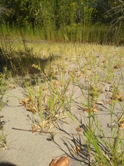 Cenchrus longispinus