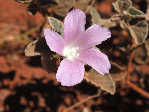 Image of Hibiscus sturtii by (c) Hugo Innes, some rights reserved (CC BY)