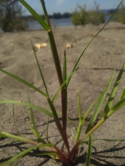 Cenchrus longispinus