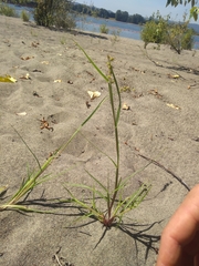 Cenchrus longispinus