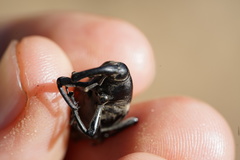 Cactophagus spinolae validus