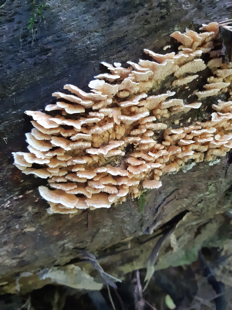 Cerrena zonata · April 2025 · photo: © georgecox (iNaturalist, cc0)
