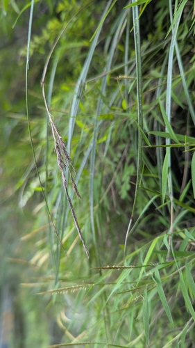 Carex longistipes iNat (1)