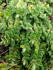 Veronica chathamica