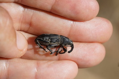 Cactophagus spinolae validus