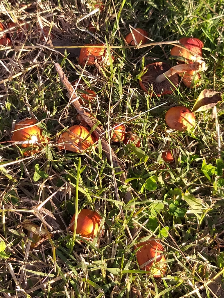 Leratiomyces ceres · April 2025 · photo: © robcruickshank (iNaturalist, cc0)