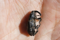 Cactophagus spinolae validus