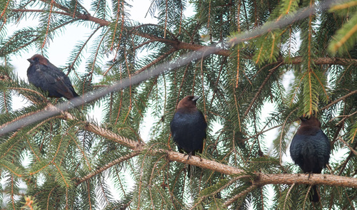 Brown-headed Cowbird photographed in Maine