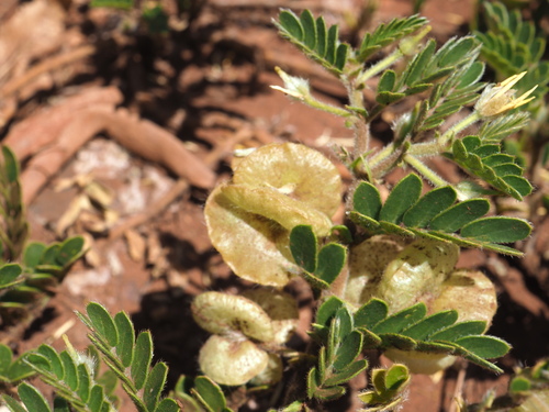 Tribulus hirsutus (Tribulus hirsutus)