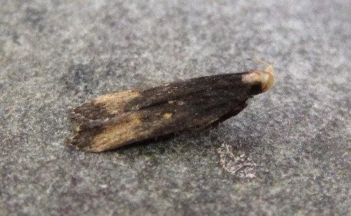 Dichomeris offula